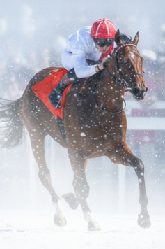 Noël magique à l'hippodrome